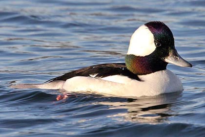 Bufflehead Photo @ Kiwifoto.com