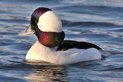 Bufflehead Photo @ Kiwifoto.com