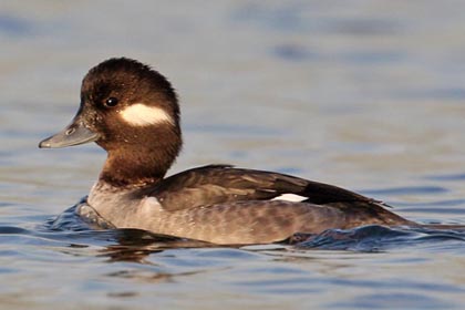 Bufflehead Image @ Kiwifoto.com