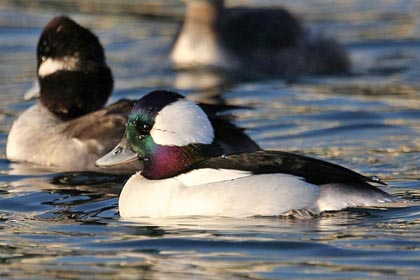 Bufflehead Image @ Kiwifoto.com