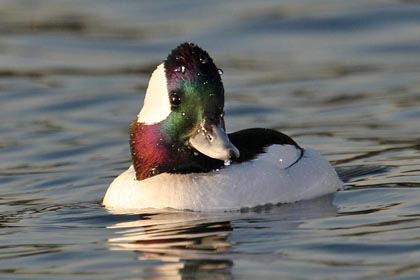 Bufflehead Image @ Kiwifoto.com