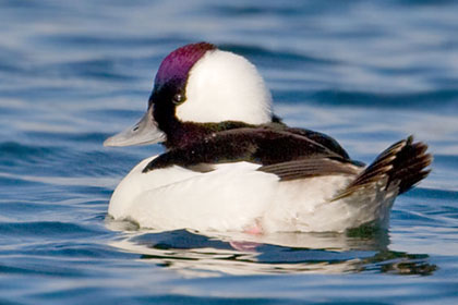 Bufflehead Picture @ Kiwifoto.com