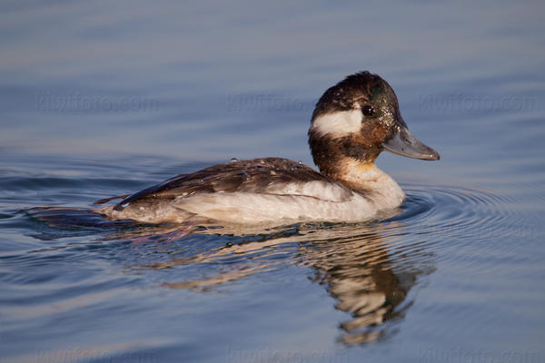 Bufflehead (female)