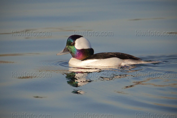 Bufflehead Image @ Kiwifoto.com