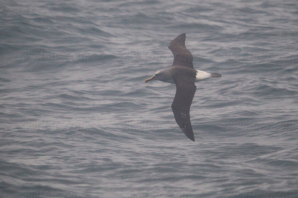 Buller's Albatross Picture @ Kiwifoto.com