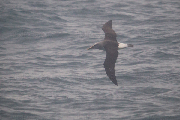 Buller's Albatross Image @ Kiwifoto.com