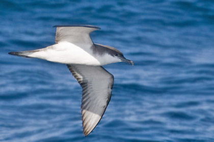 Buller's Shearwater Image @ Kiwifoto.com