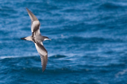 Buller's Shearwater