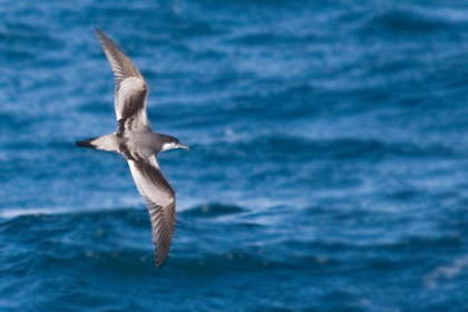 Buller's Shearwater