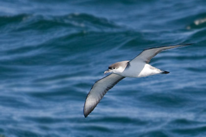 Buller's Shearwater Picture @ Kiwifoto.com