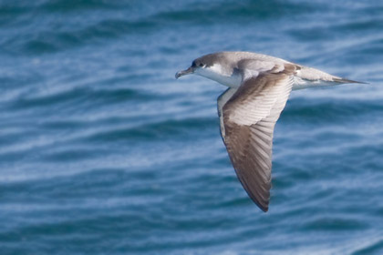 Buller's Shearwater Photo @ Kiwifoto.com