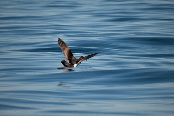 Buller's Shearwater Image @ Kiwifoto.com