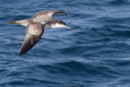 Buller's Shearwater Image @ Kiwifoto.com