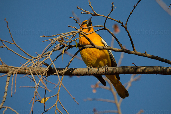 Bullock's Oriole