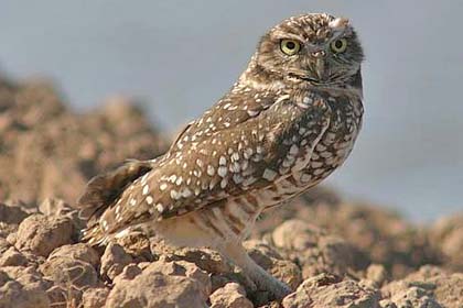 Burrowing Owl Photo @ Kiwifoto.com