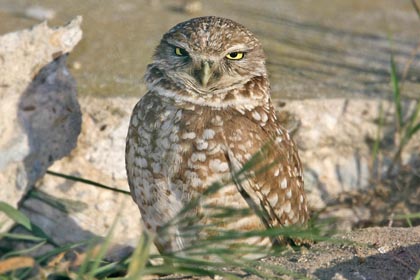 Burrowing Owl Photo @ Kiwifoto.com