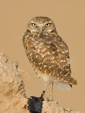 Burrowing Owl Image @ Kiwifoto.com