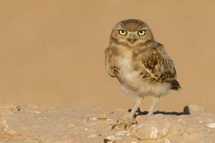 Burrowing Owl (juvenile)