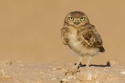 Burrowing Owl