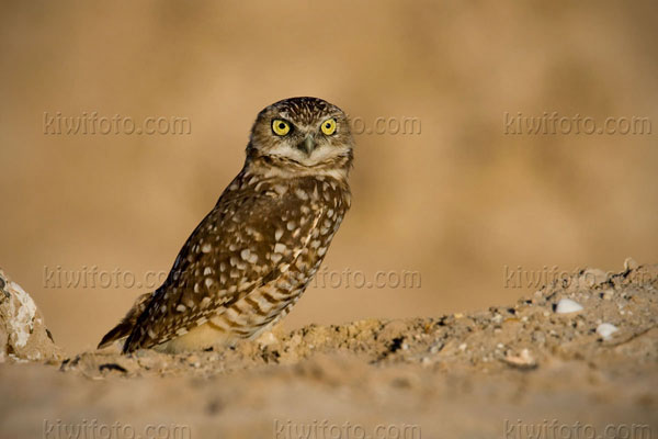 Burrowing Owl Image @ Kiwifoto.com