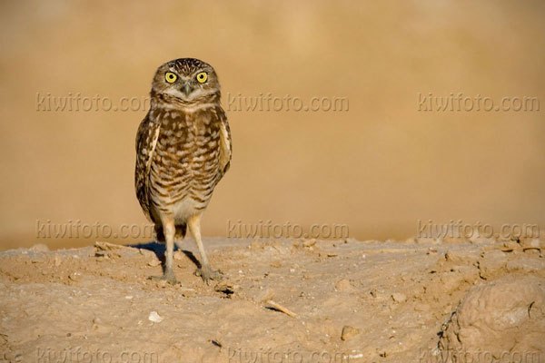 Burrowing Owl Image @ Kiwifoto.com