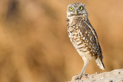 Burrowing Owl Photo @ Kiwifoto.com