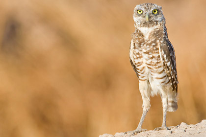 Burrowing Owl Picture @ Kiwifoto.com