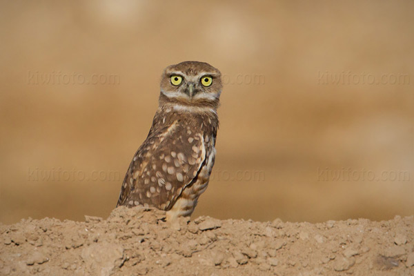 Burrowing Owl