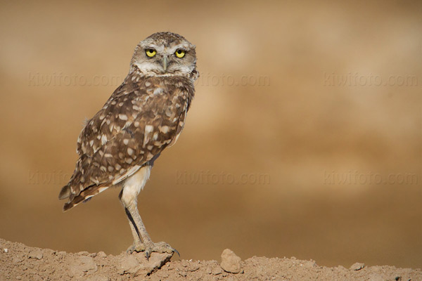 Burrowing Owl Picture @ Kiwifoto.com