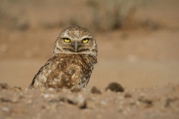 Burrowing Owl Image @ Kiwifoto.com
