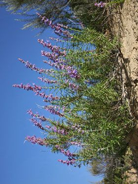 Bush Lupine Picture @ Kiwifoto.com