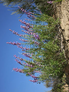 Bush Lupine Image @ Kiwifoto.com