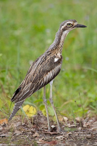 Bush Stone Curlew Image @ Kiwifoto.com