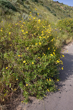 Bush Sunflower Image @ Kiwifoto.com