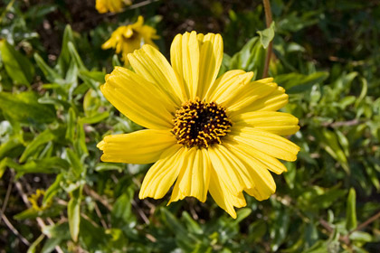 Bush Sunflower