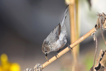 Bushtit Image @ Kiwifoto.com