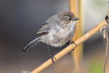 Bushtit Image @ Kiwifoto.com