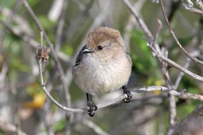 Bushtit Image @ Kiwifoto.com