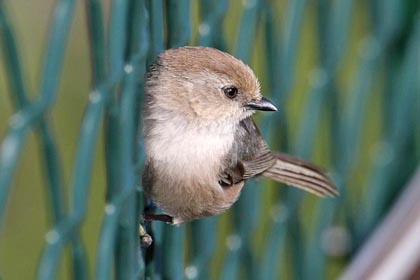 Bushtit Image @ Kiwifoto.com