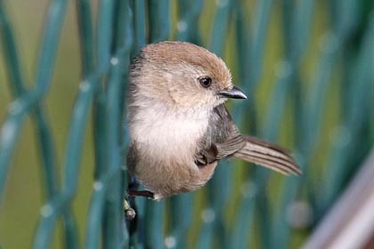 Bushtit Photo @ Kiwifoto.com