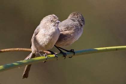 Bushtit Image @ Kiwifoto.com