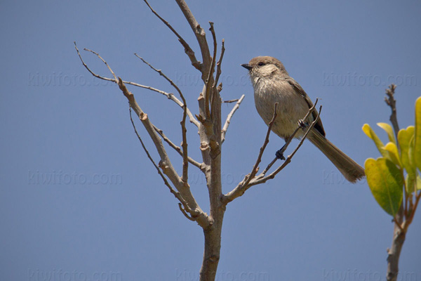 Bushtit Image @ Kiwifoto.com