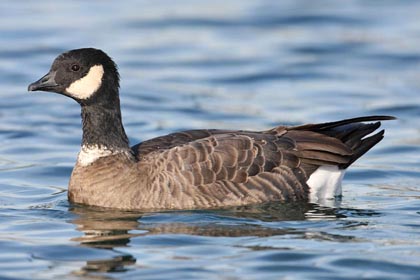 Cackling Goose Picture @ Kiwifoto.com