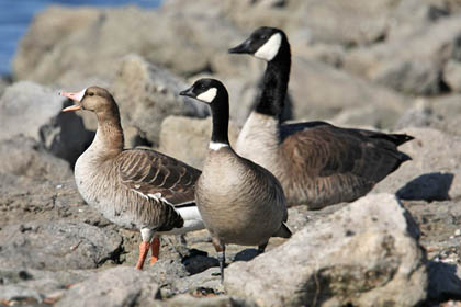 Greater White-fronted Goose, Cackling Goose, Canada Goose