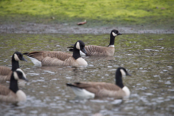 Cackling Goose Image @ Kiwifoto.com