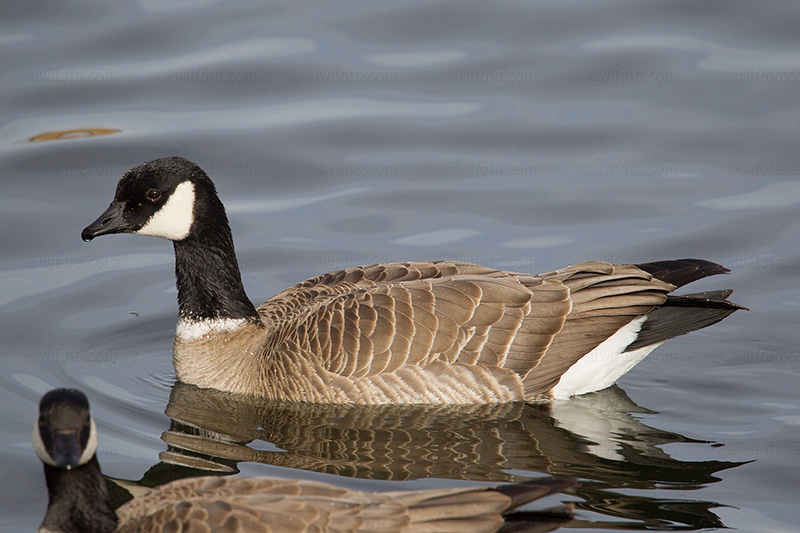 Cackling Goose Picture @ Kiwifoto.com