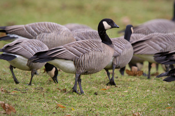 Cackling Goose (B.h. minima)