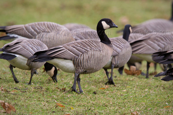 Cackling Goose