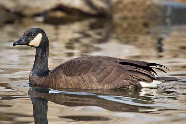 Cackling Goose Picture @ Kiwifoto.com