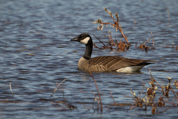 Cackling Goose Image @ Kiwifoto.com